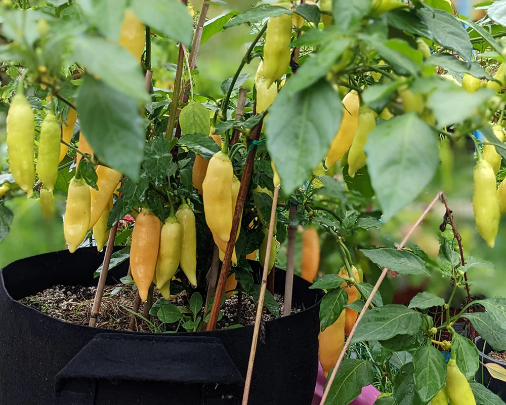 Sugar Rush Peach Pepper Vegetable Seeds for Planting