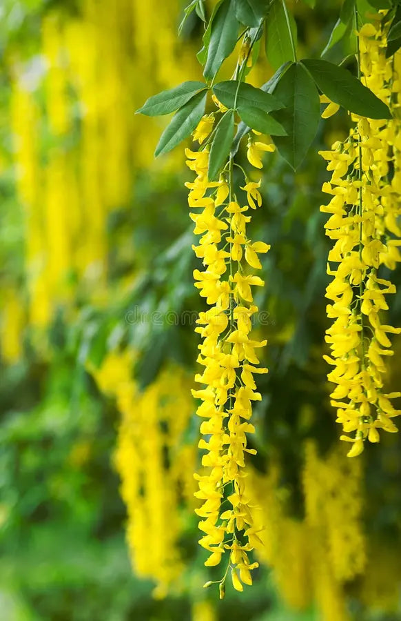 Yellow Laburnum Flower seeds for Planting - Vibrant Colors, Heirloom & GMO Free Seeds for Home Garden