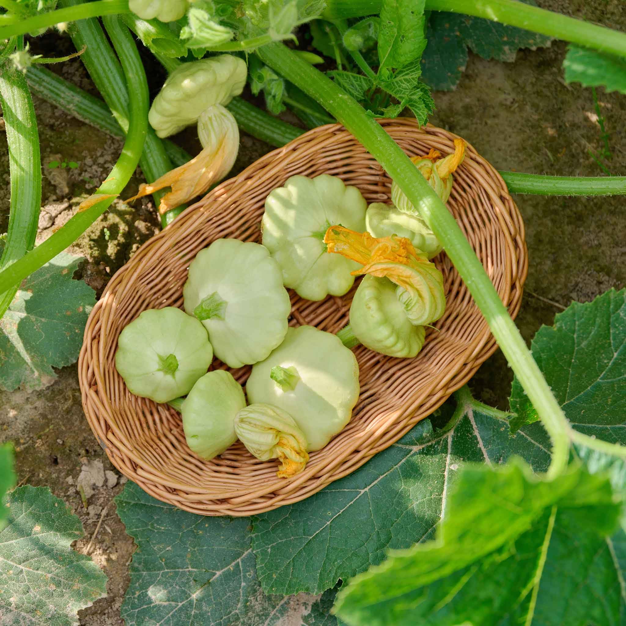 Bennings Green summer squash plants growing