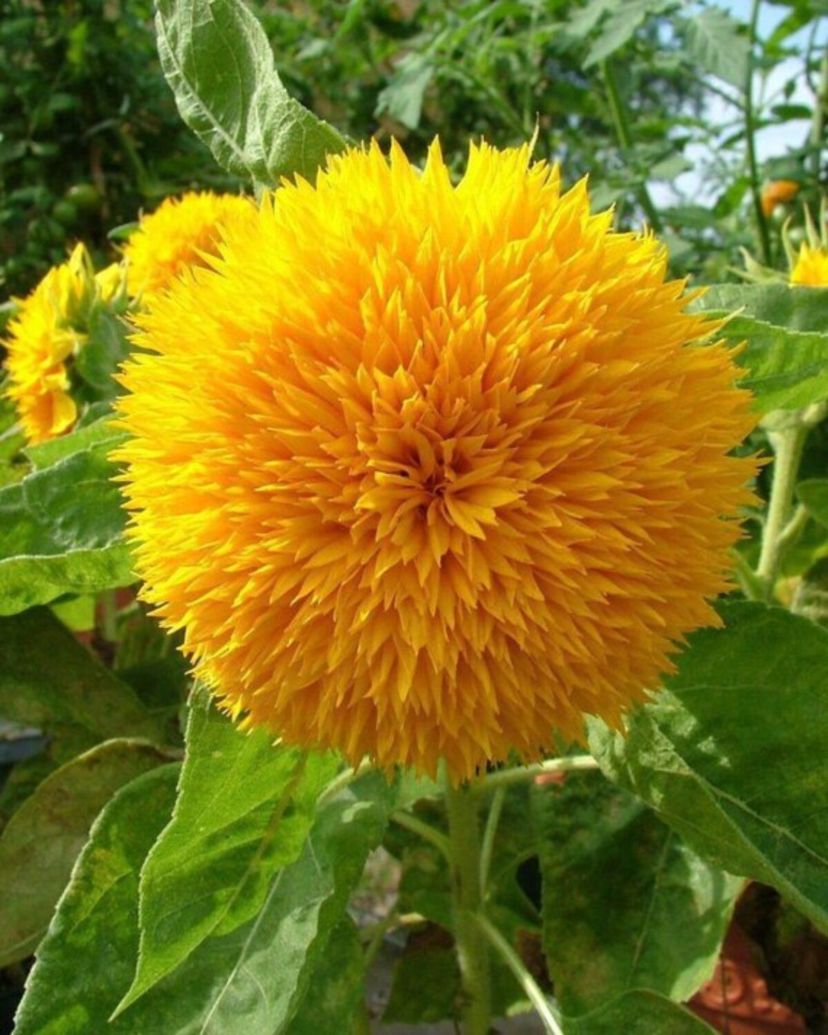 Yellow Teddy Sunflower Flower seeds for Planting - Bright Blooms, Heirloom & GMO Free Seeds for Home Garden
