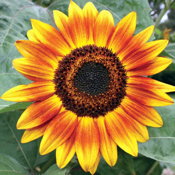 Brown Sunflower Flower seeds for Planting - Shade Tolerant, Heirloom & GMO Free Seeds for Home Garden Sale