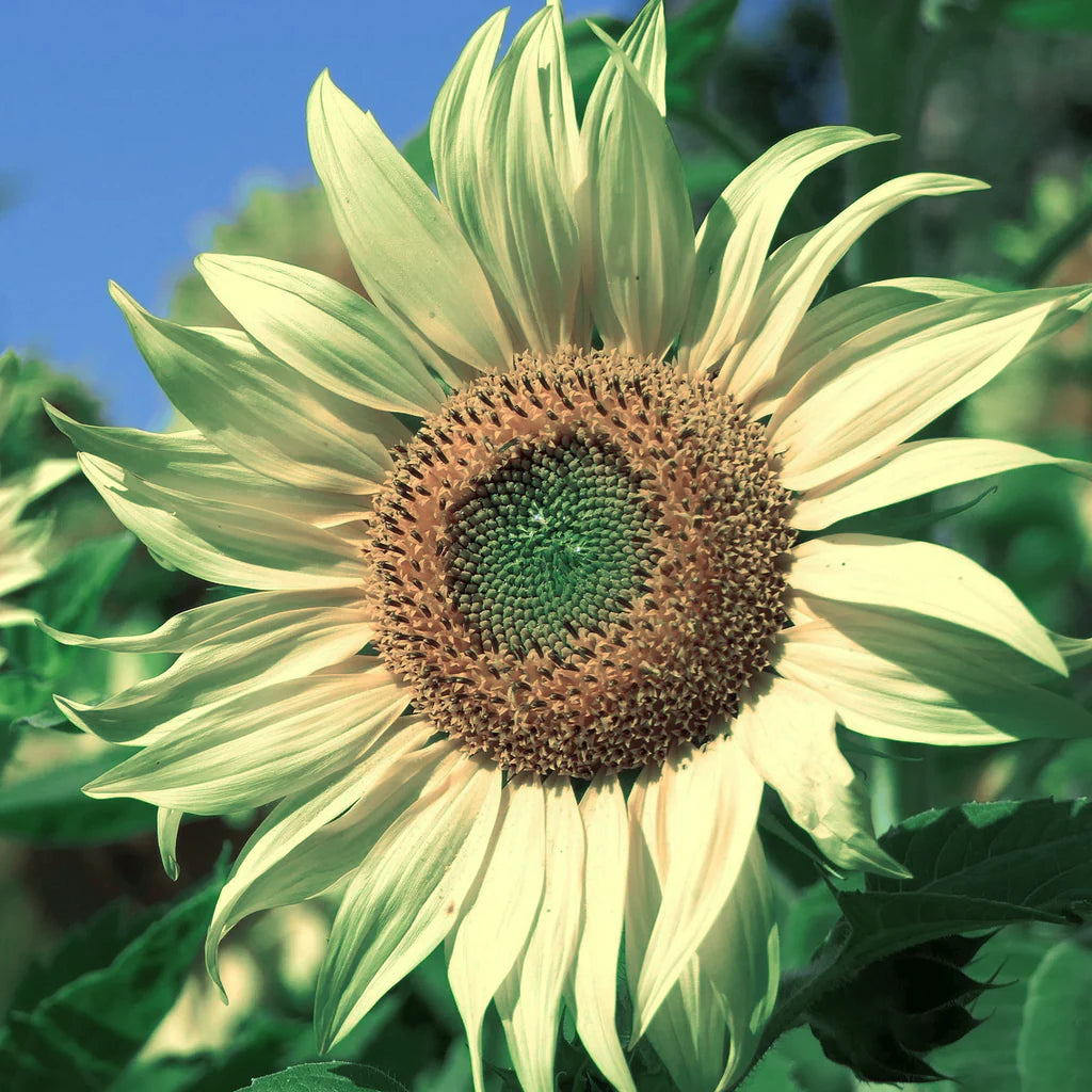 Sea Green Sunflower Perennial Flower Seeds for Planting Colorful Display Heirloom & GMO Free Seeds for Home Garden
Sale