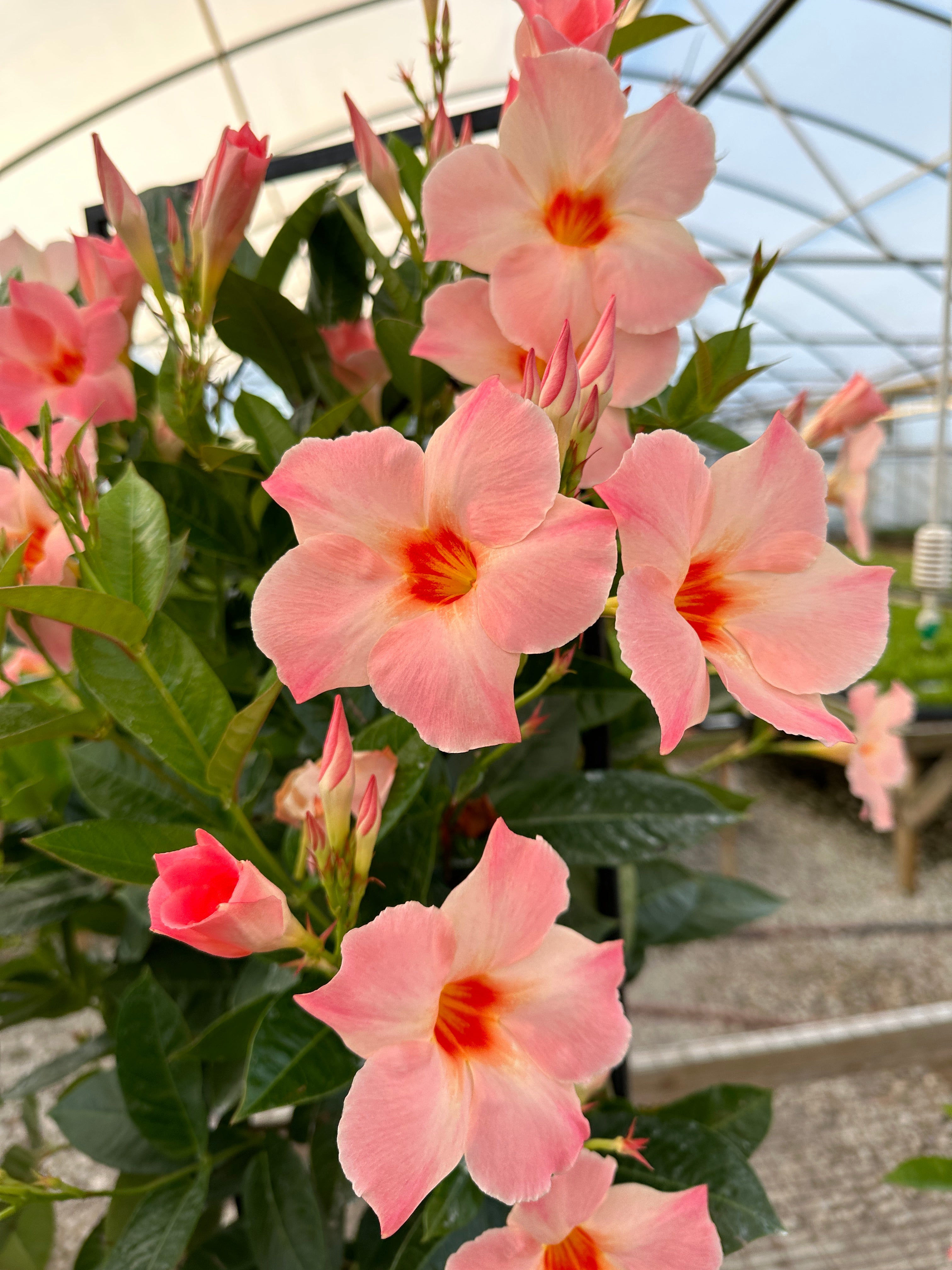 Mandevilla Orange Flower Seed for Plantings for Planting for Vibrant Garden Planting Heirloom Non-GMO Seeds