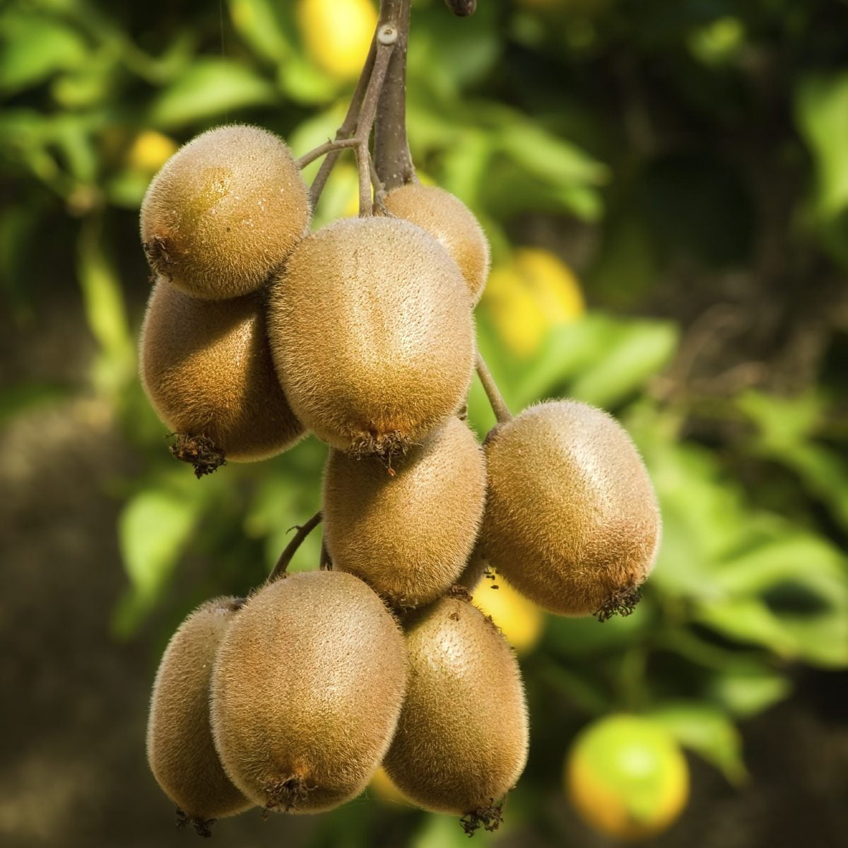 Organic Kiwi Plant Seeds – Vitamin-Rich Tropical Fruit for Pots & Trellises