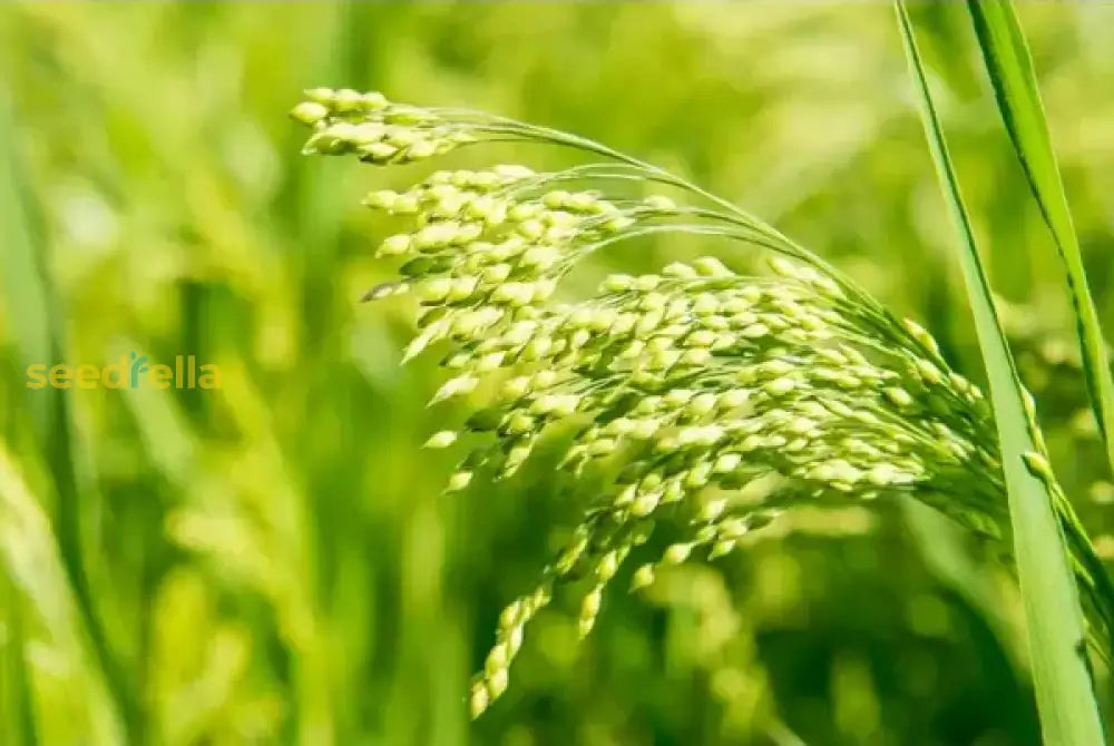 Sustainable White Proso Millet seeds
