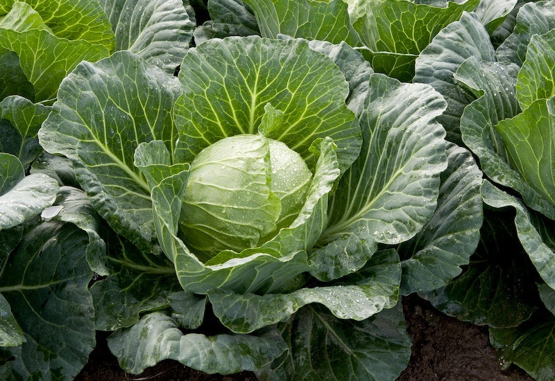 Collard Greens Seeds for Planting