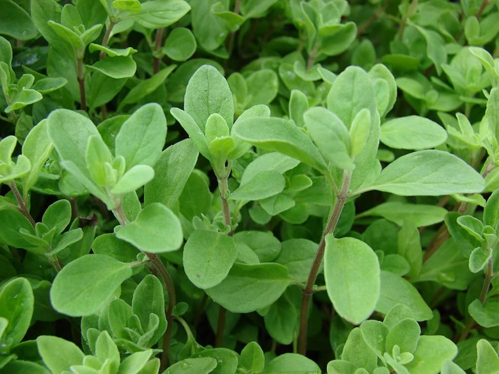 Sweet Marjoram seedlings showing fine green foliage