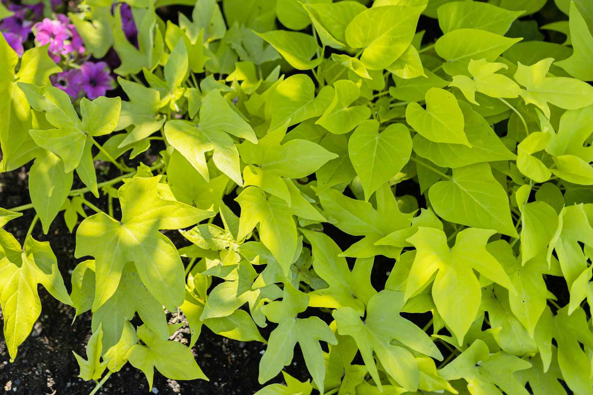 Sweet Potato Vegetable Seeds - Violet Variety for Planting for Planting, Premium Seeds | Heirloom Non-GMO - Evergrowseeds