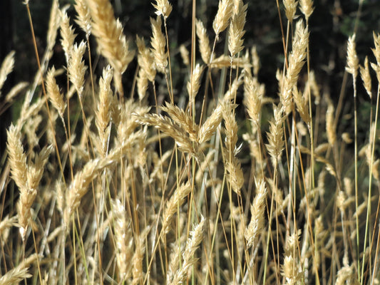 Sweet Vernal Grass Seeds Anthoxanthum odoratum Fragrant Vanilla Ornamental