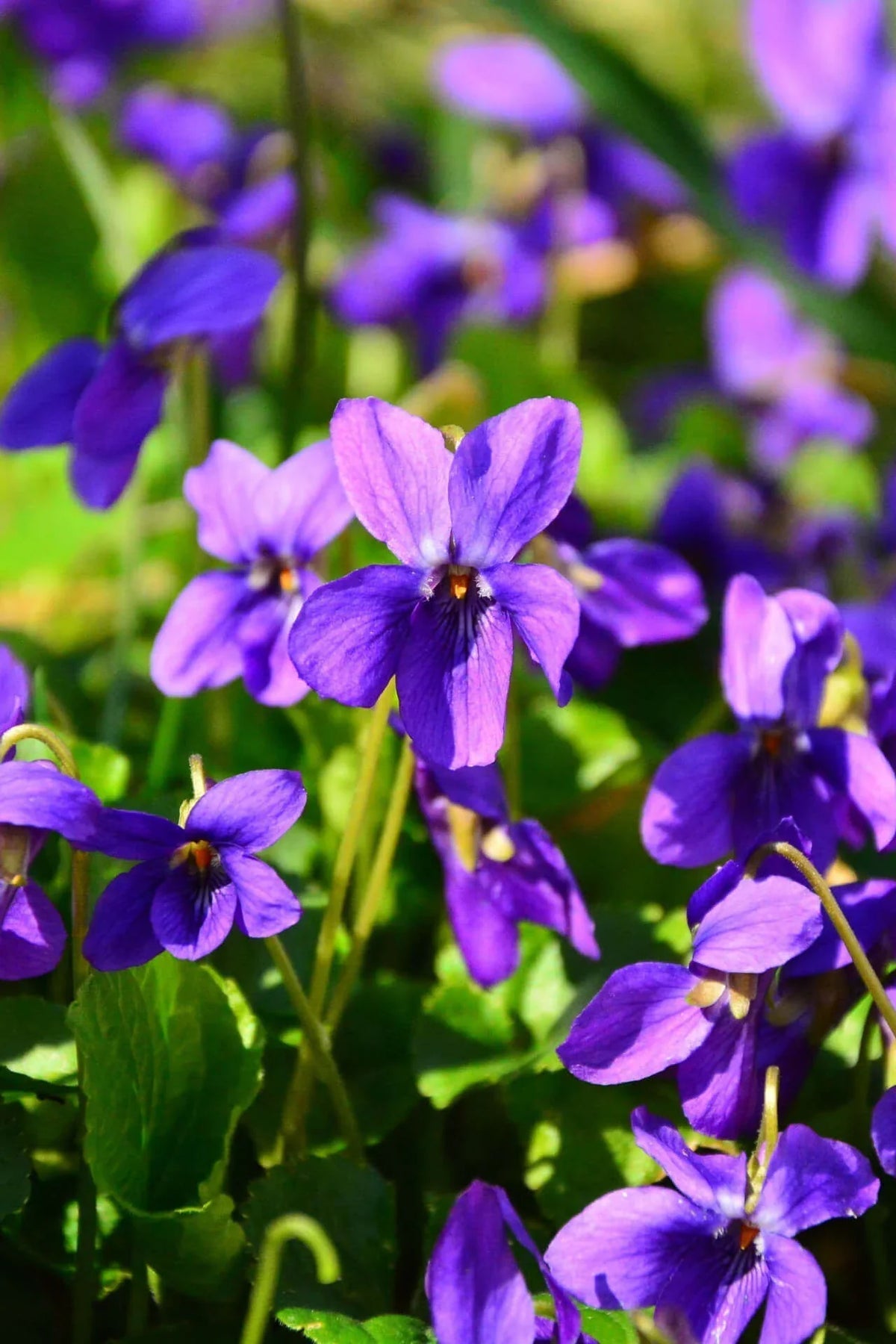 Violet Flower seeds for Planting - Premium Quality, Heirloom & GMO Free Seeds for Home Garden
Sale seeds for home garden