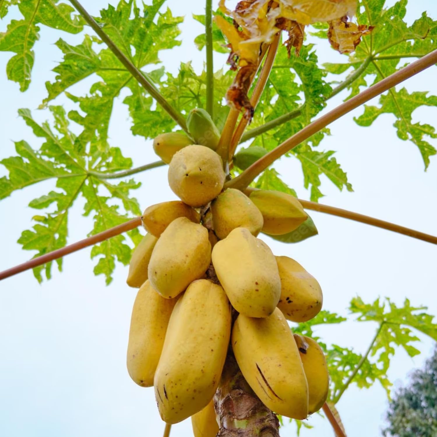 Sweet Yellow Papaya Seeds for Easy Planting