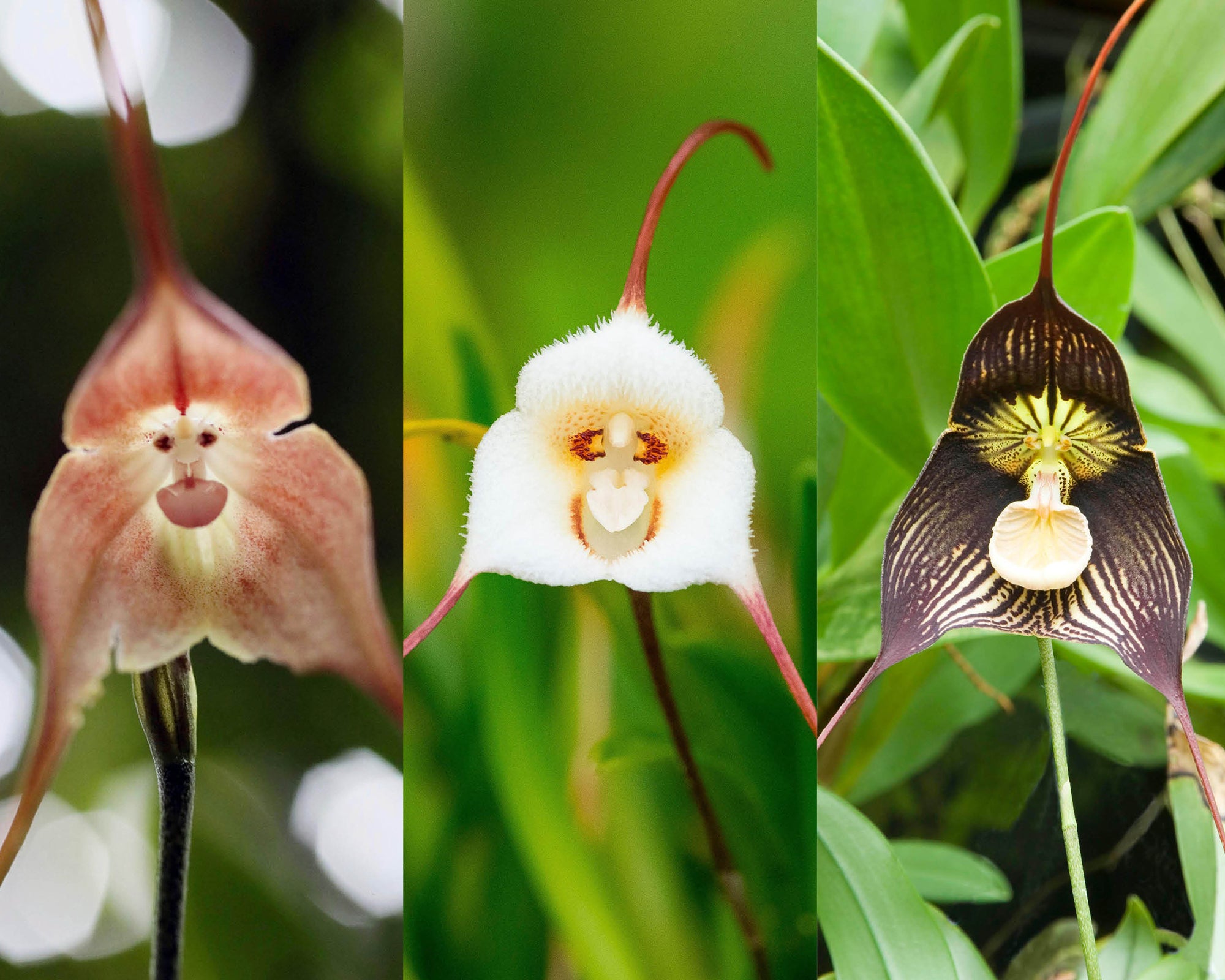 Black Monkey Face Orchid Flower Seeds – Pollinator Friendly, Heirloom & GMO Free Seeds for Home Garden