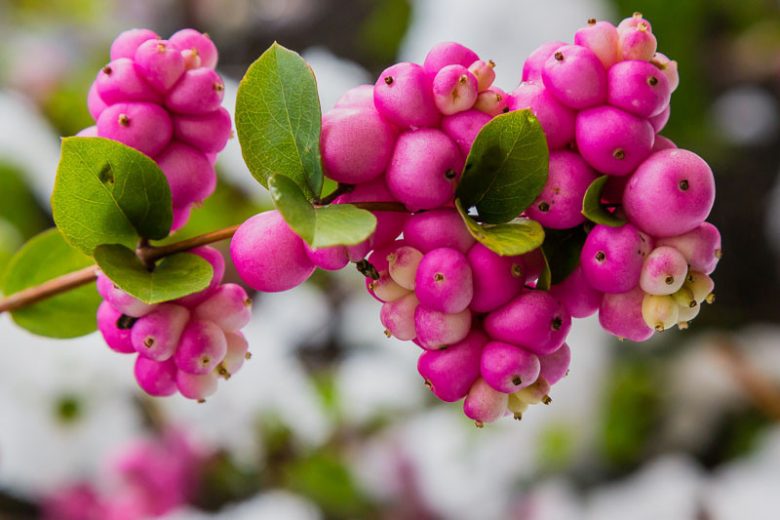 Coralberry Shrub Flower seeds for Planting, Seasonal Bloomer Heirloom & GMO Free Seeds for Home Garden