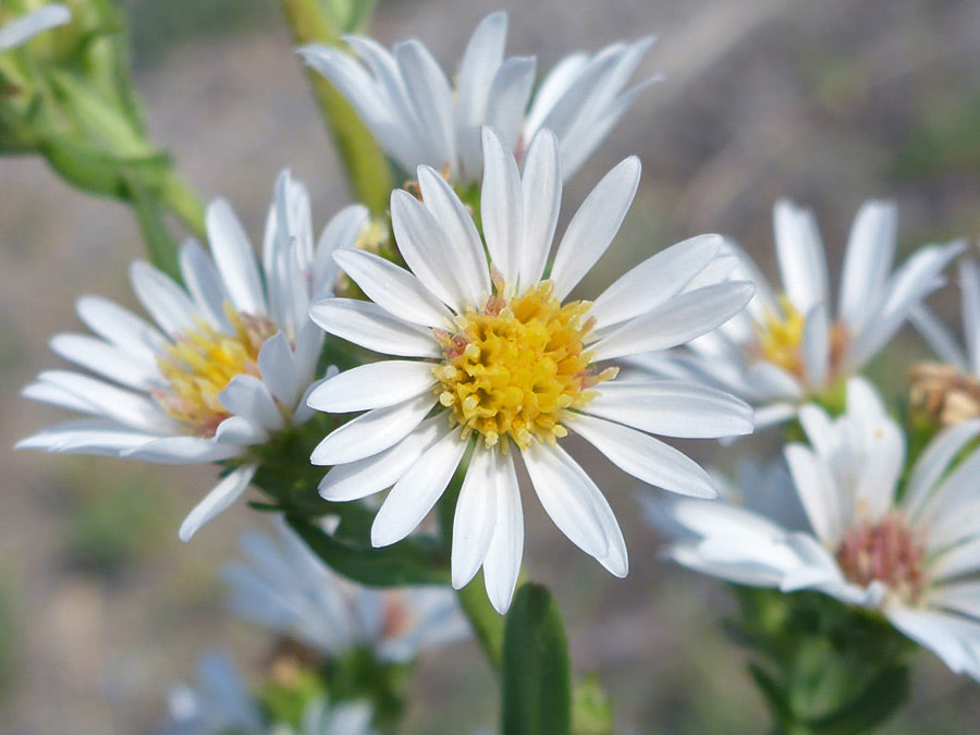 White Prairie Aster Flower seeds for Planting - Cut Flower Favorite, Heirloom & GMO Free Seeds for Home Garden
