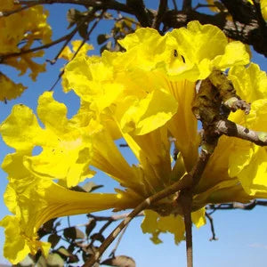 Yellow Tabebuia Tree Seeds for Planting