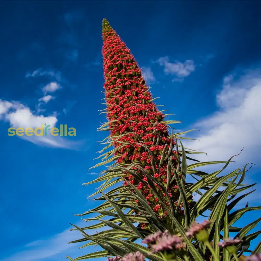 Tajinaste Gigante Plant Seeds For Planting Seed Stunning Floral Displays And Vibrant Garden