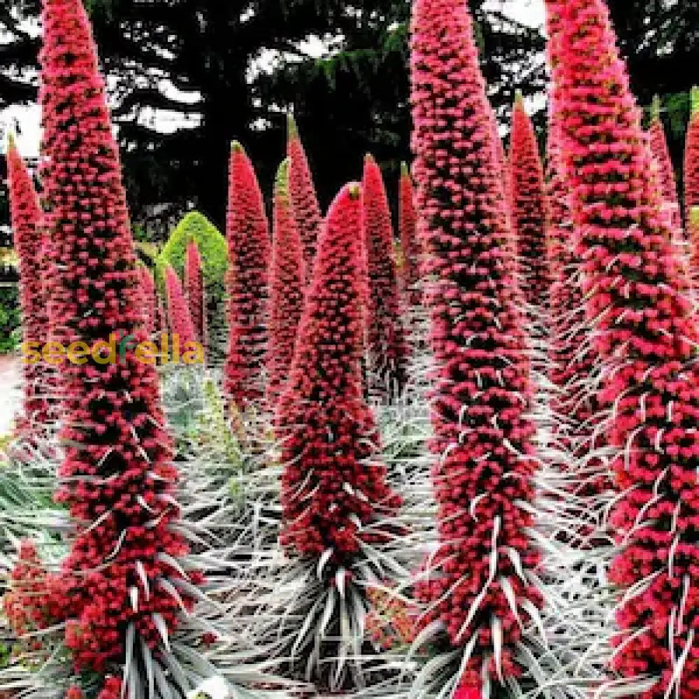Tajinaste Gigante Plant Seeds For Planting Seed Stunning Floral Displays And Vibrant Garden