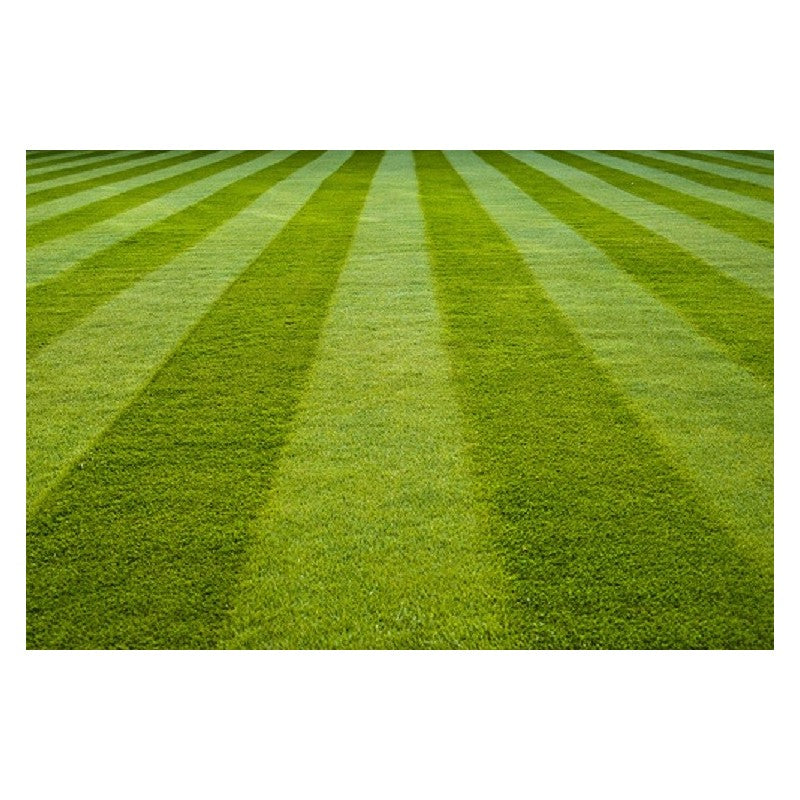 Tall Fescue Grass Seeds for Durable, Low-Maintenance Grass