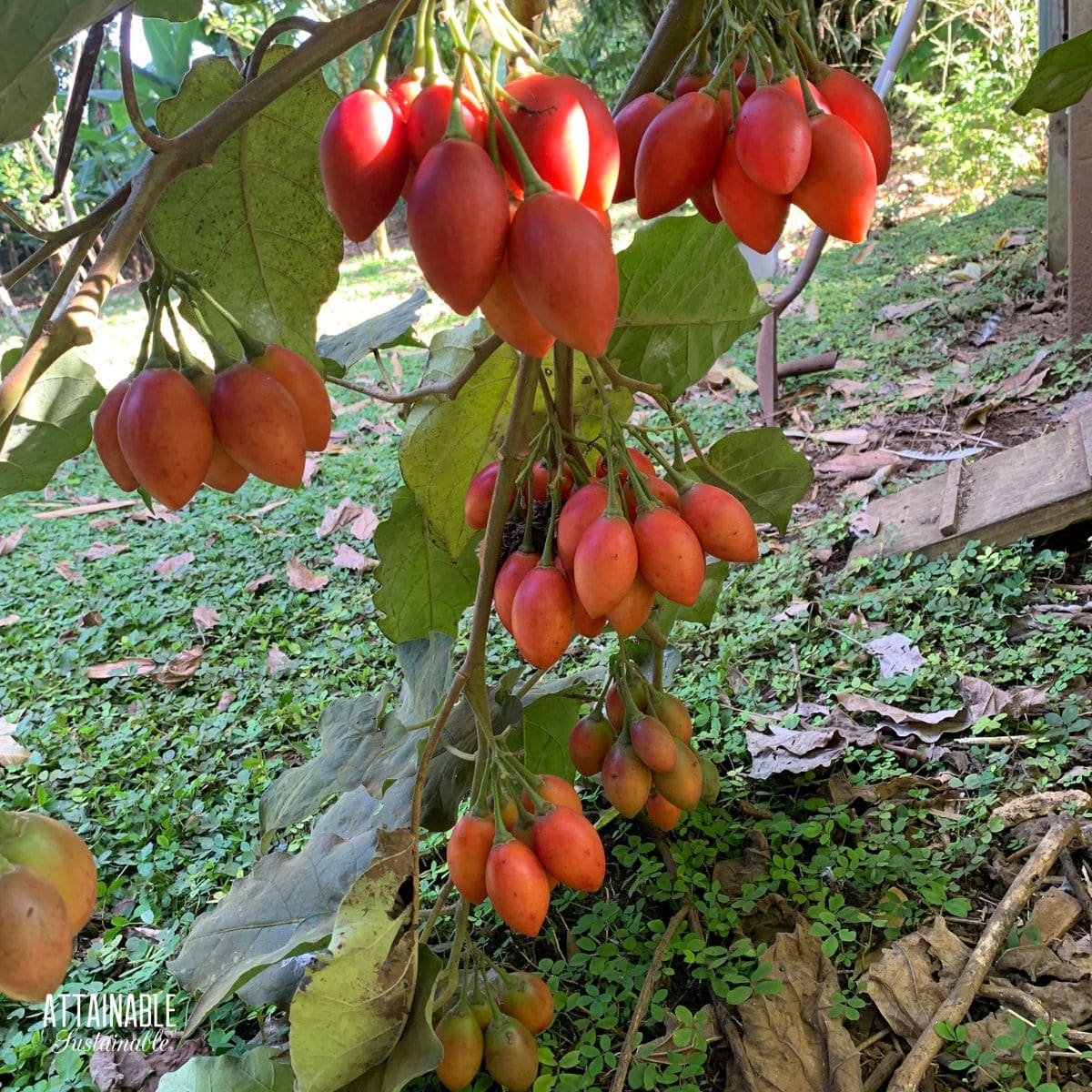 Tamarillo Seeds - Perfect for Planting