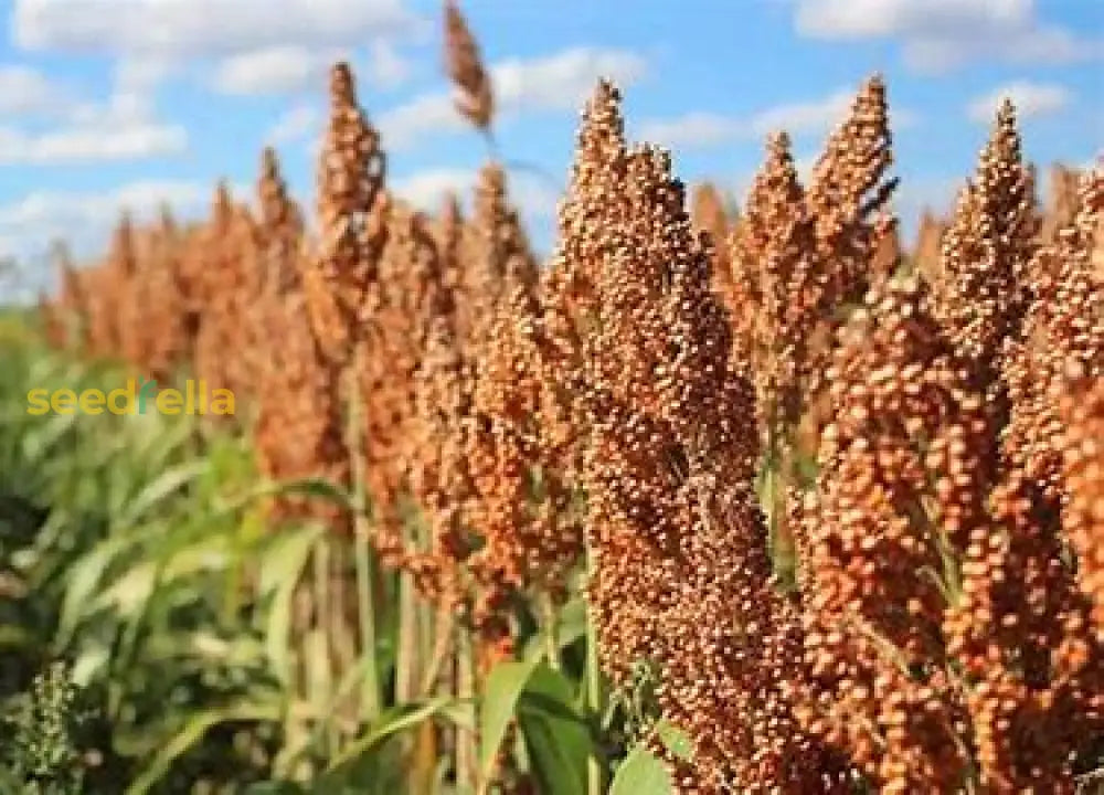 Tarahumara Sorghum Seeds For Planting Plant Seeds