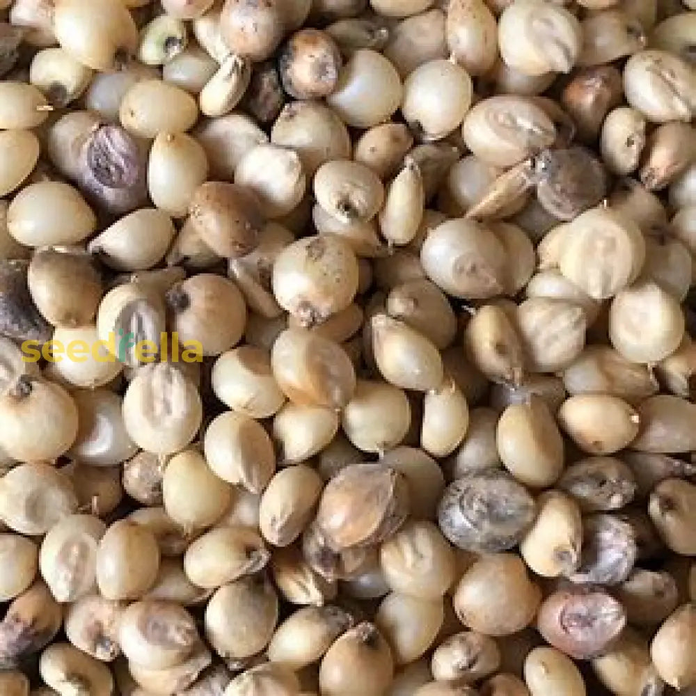 Tarahumara Sorghum Seeds For Planting Plant Seeds