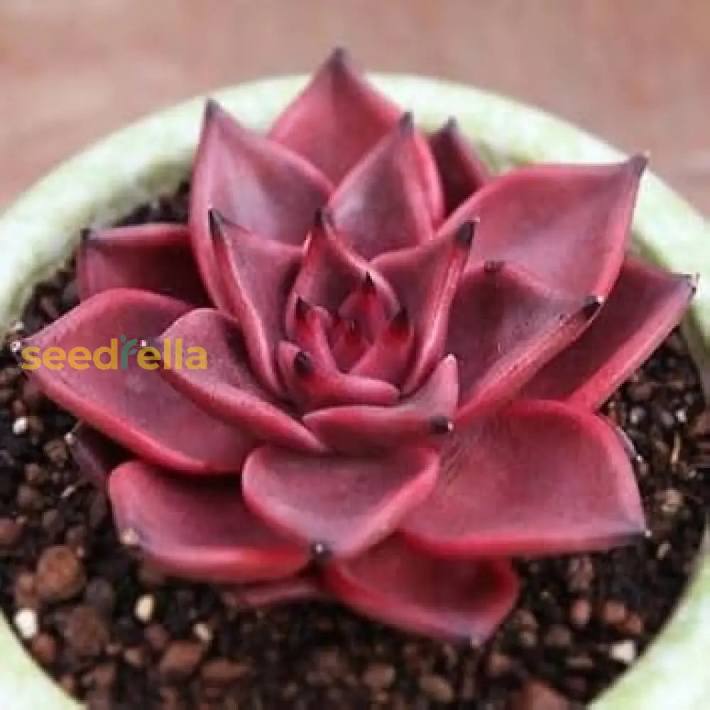 Taurus Echeveria Planting Seeds Seed For Easy Growth And Stunning Succulent Displays Perfect