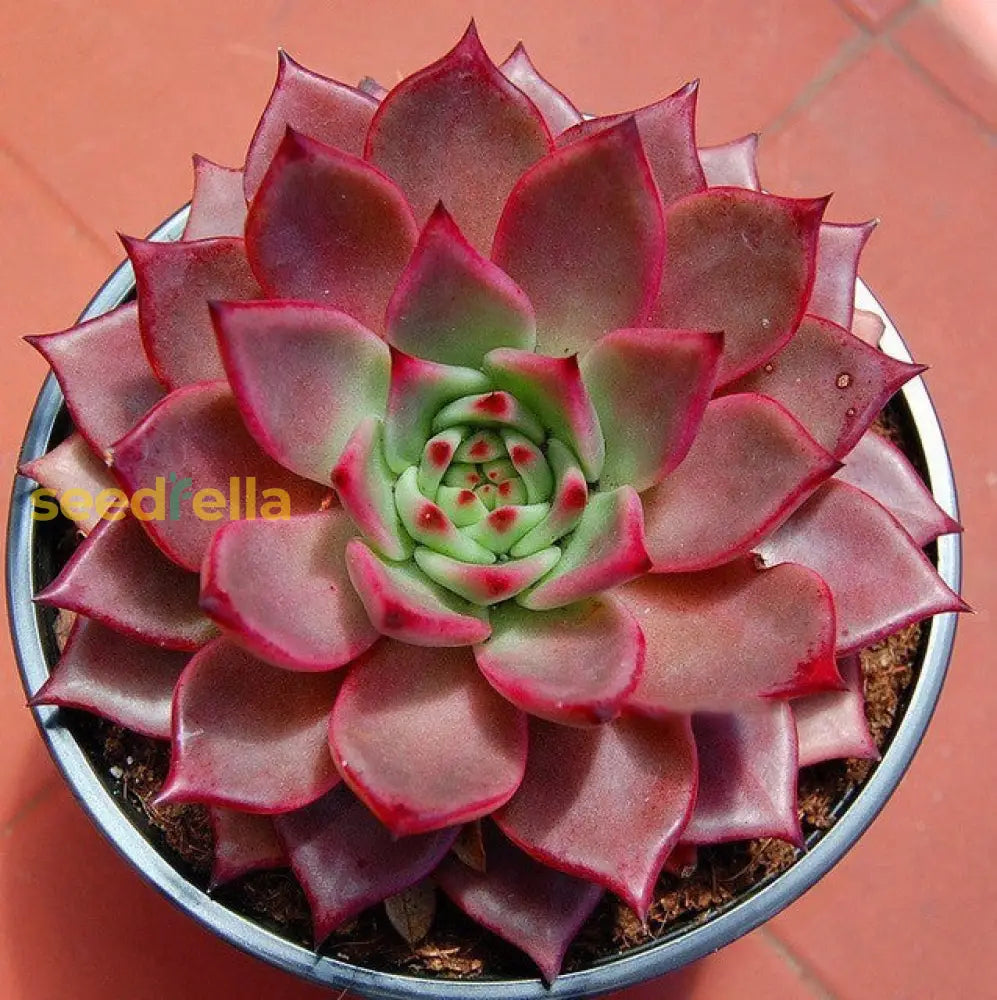 Taurus Echeveria Planting Seeds Seed For Easy Growth And Stunning Succulent Displays Perfect