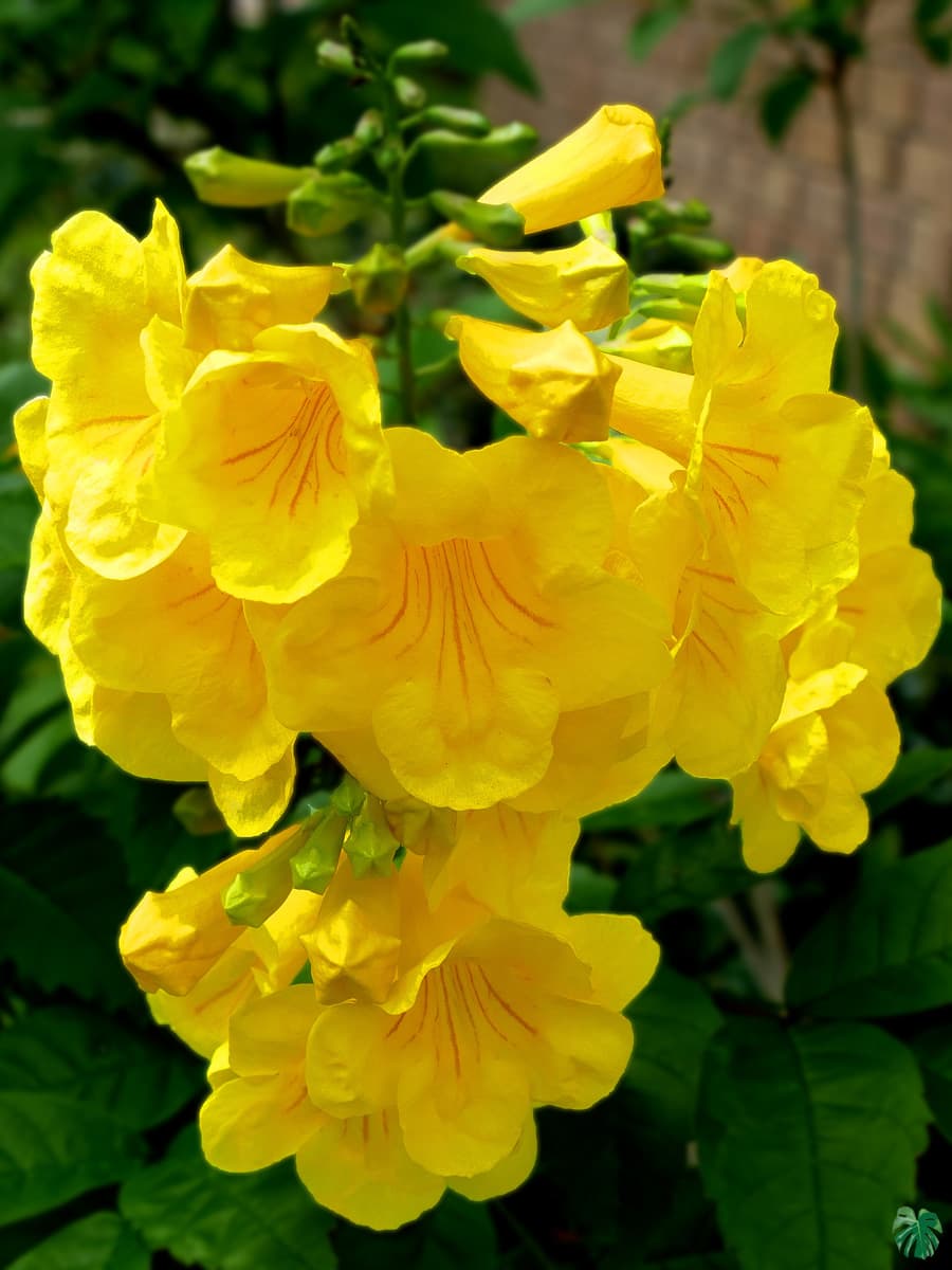 Bright Tecoma blooms for colorful landscapes
