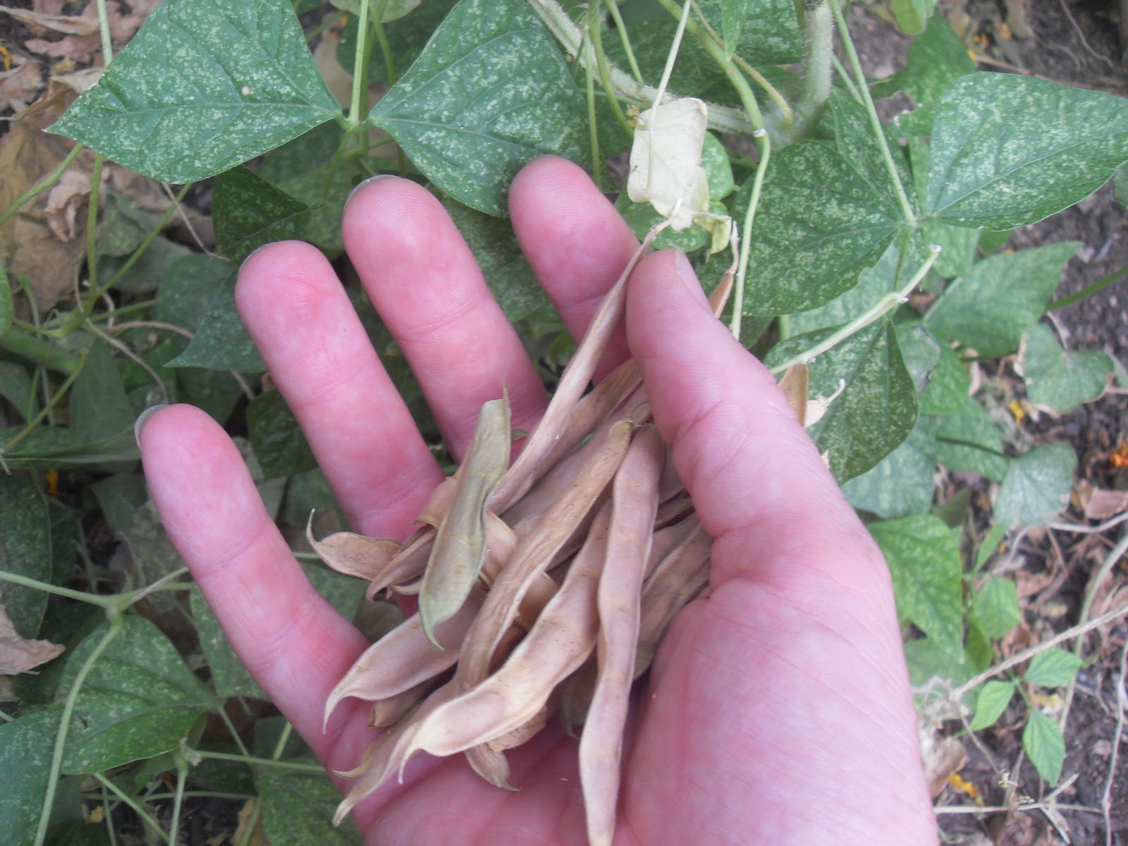 Germination and planting guide for Brown Tepary Bean seeds