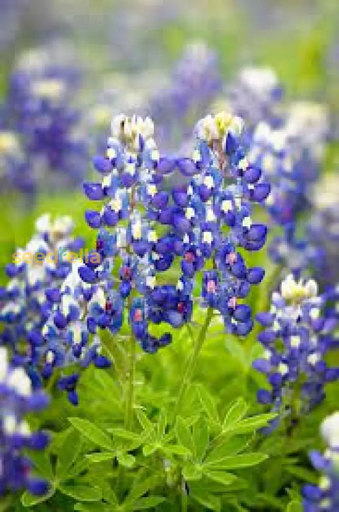 Texas Bluebonnet Flower Seeds For Planting Vibrant Blue Blooms Your Garden