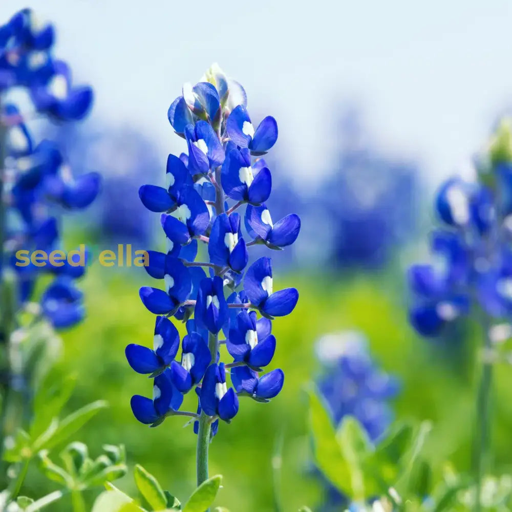 Texas Bluebonnet Flower Seeds For Planting Vibrant Blue Blooms Your Garden