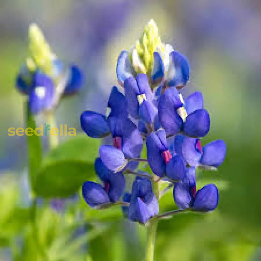 Texas Bluebonnet Flower Seeds For Planting Vibrant Blue Blooms Your Garden