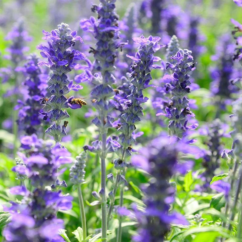 Violet Salvia Meadow Sage Flower seeds for Planting - Cottage Garden Essential, Heirloom & GMO Free Seeds for Home Garden
Sale seeds for home garden