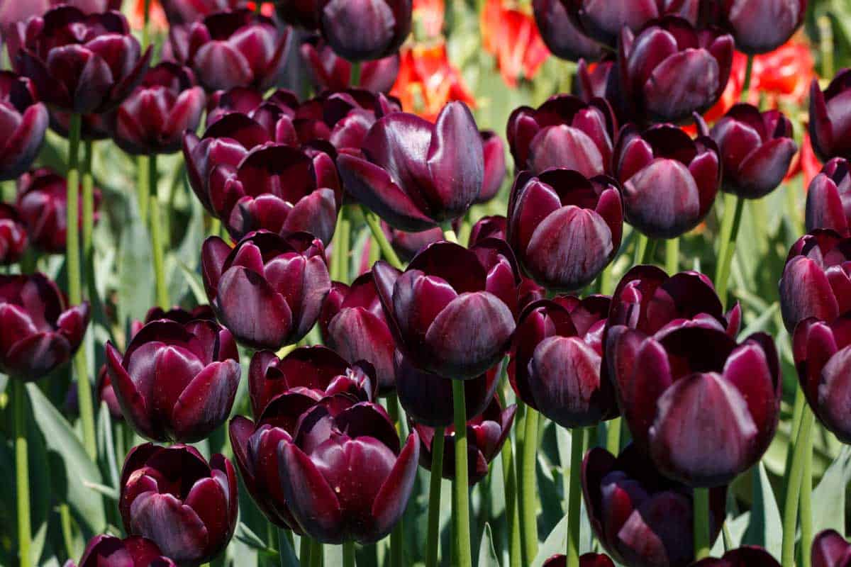 Marron Tulip Flower seeds for Planting Shade Tolerant Heirloom & GMO Free Seeds for Home Garden
Sale for planting in home garden