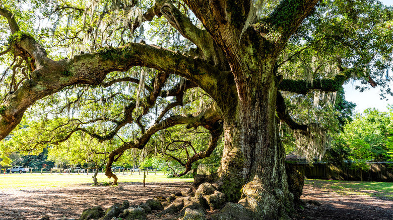 Majestic Growth: Rare Oak Tree Seeds For Planting Plant Seeds
