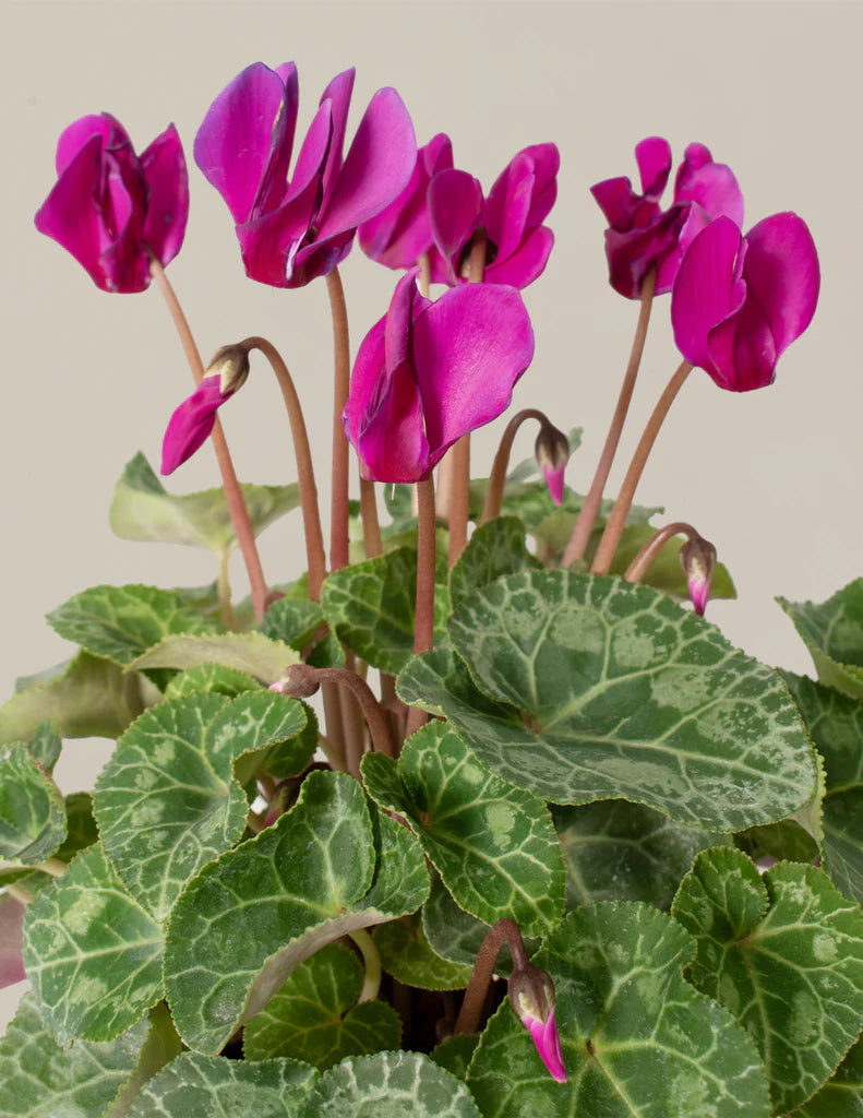 Pink Cyclamen Flower seeds for Planting - Drought Tolerant, Heirloom & GMO Free Seeds for Home Garden