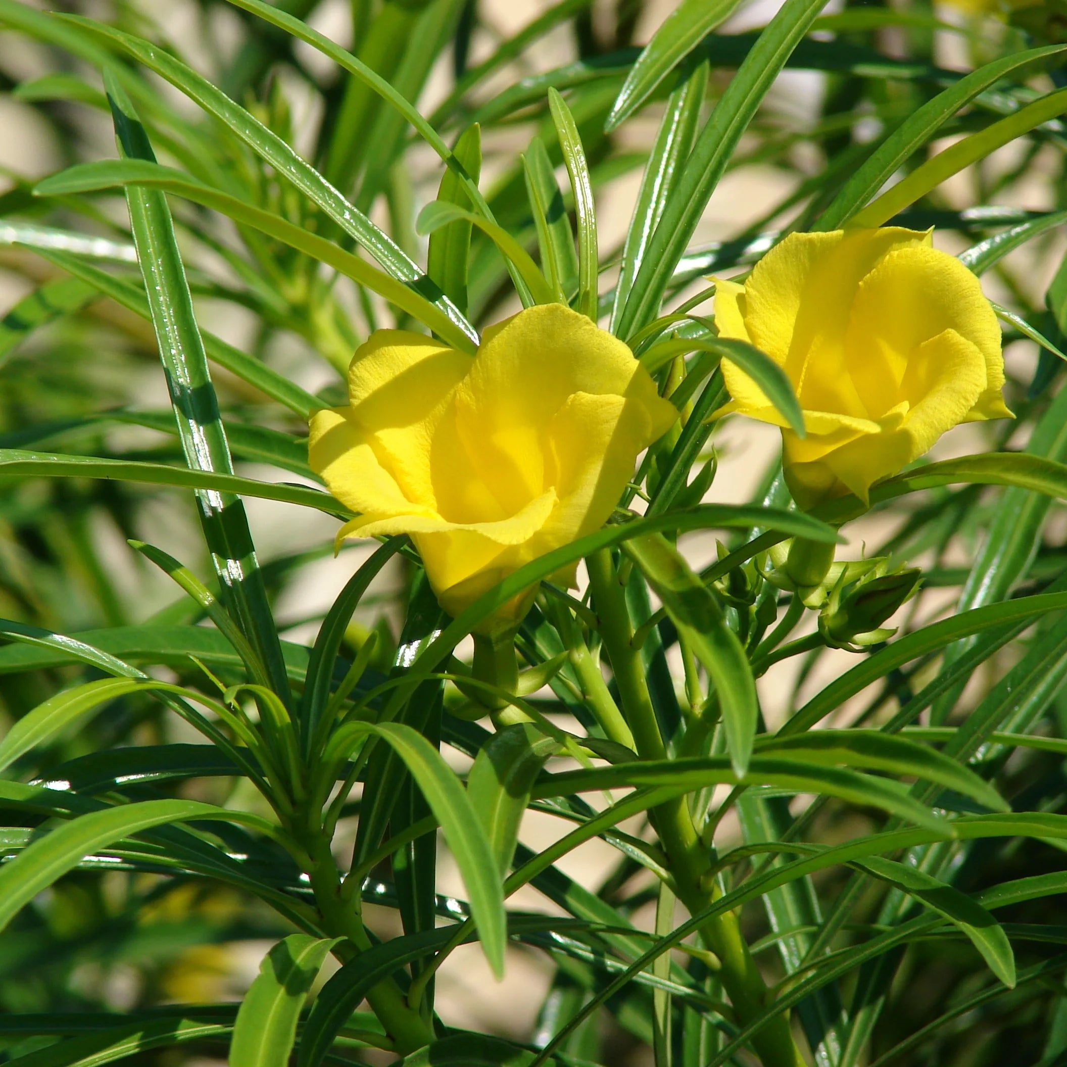 Thevetia Peruviana Flower Seeds for Planting Vibrant Tropical Blooms