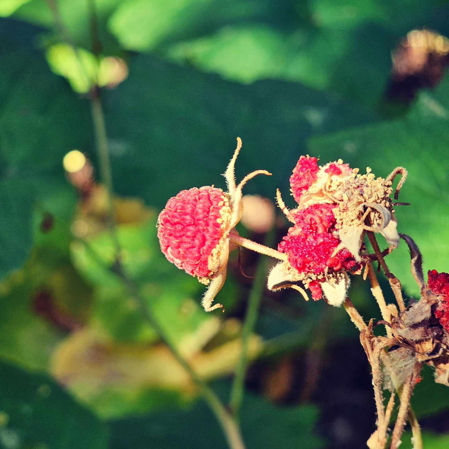 Thimbleberry Fruit Planting Seeds - Grow Delicious Thimbleberries in Your Garden!
