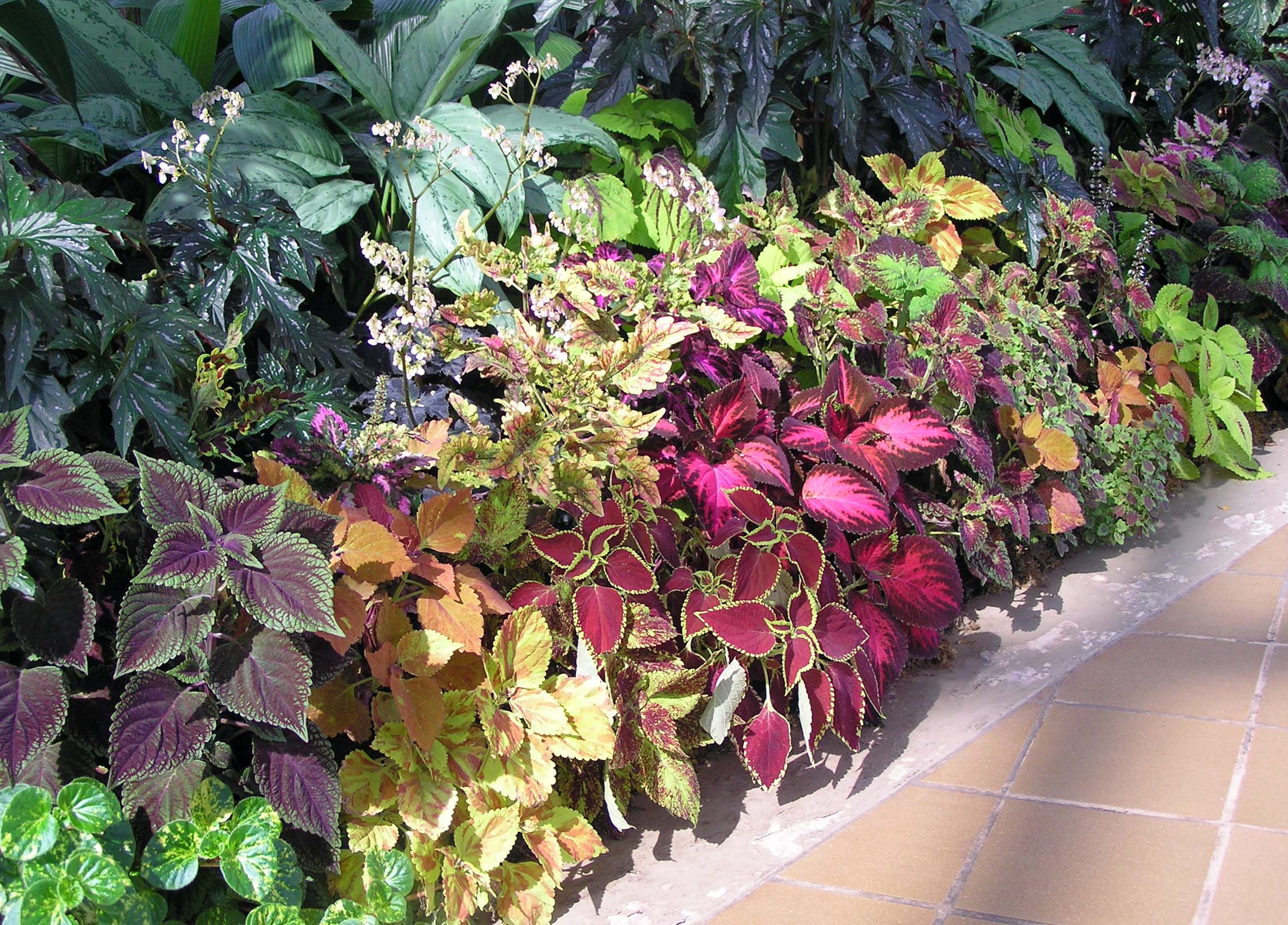 Pink Black Coleus Flower seeds for Planting Perfect for Borders Heirloom & GMO Free Seeds for Home Garden