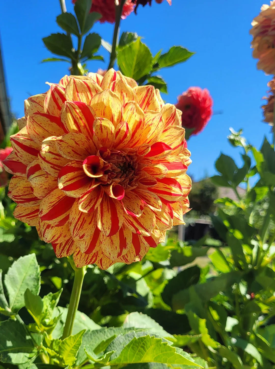 Light Yellow Red Dahlia Flower Seeds for Planting Drought Tolerant Heirloom & GMO Free Seeds for Home Garden
Sale