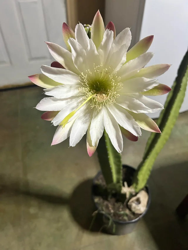 Cereus Flower seeds for Planting - Perfect for Borders, Heirloom & GMO Free Seeds for Home Garden