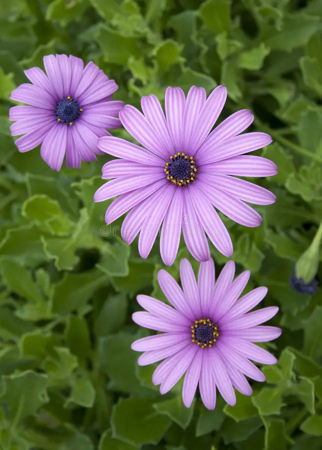 Violet Daisy Flower seeds for Planting - Sun Loving, Heirloom & GMO Free Seeds for Home Garden