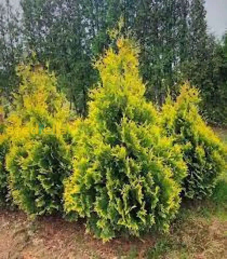 Thuja Plicata Tree Seeds: Planting Guide For Successful Growth Plant Seeds