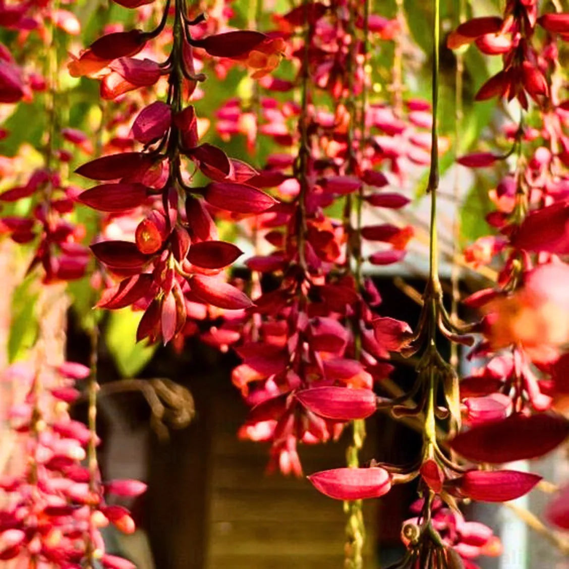 Thunbergia Coccinea Seeds for Planting