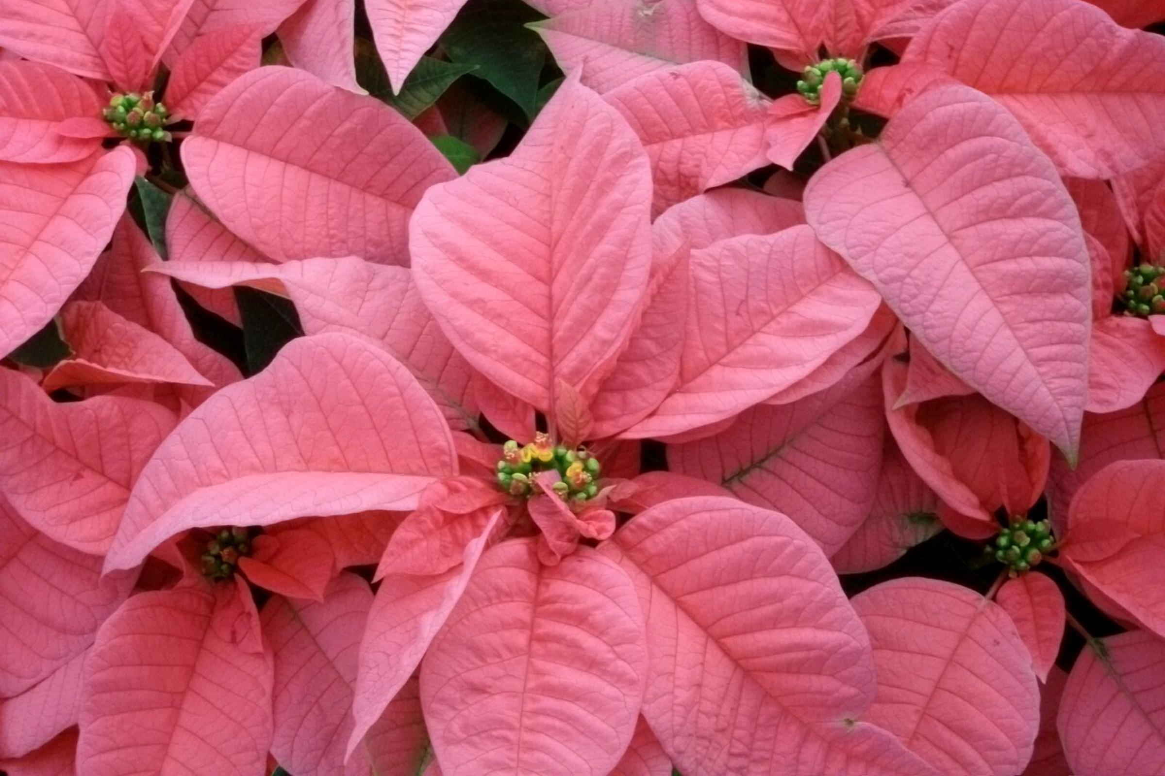 Pink Poinsettia Flower seeds for Planting - Low Maintenance, Heirloom & GMO Free Seeds for Home Garden