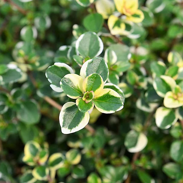 Yellow Stonecrop Flower seeds for Planting - Garden Favorite, Heirloom & GMO Free Seeds for Home Garden
Sale