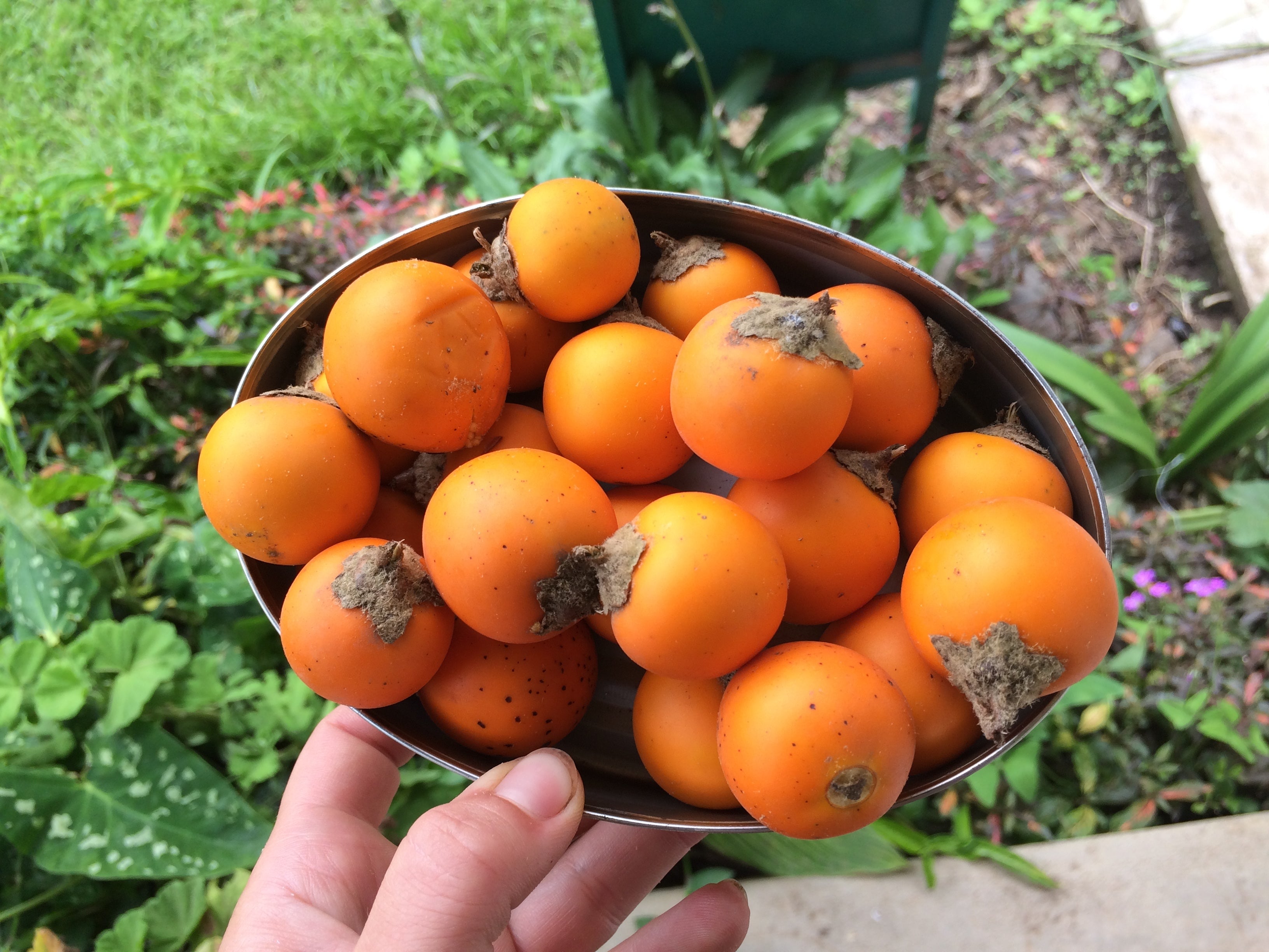 Naranjilla Fruit Seeds for Planting - Grow Exotic Fruits