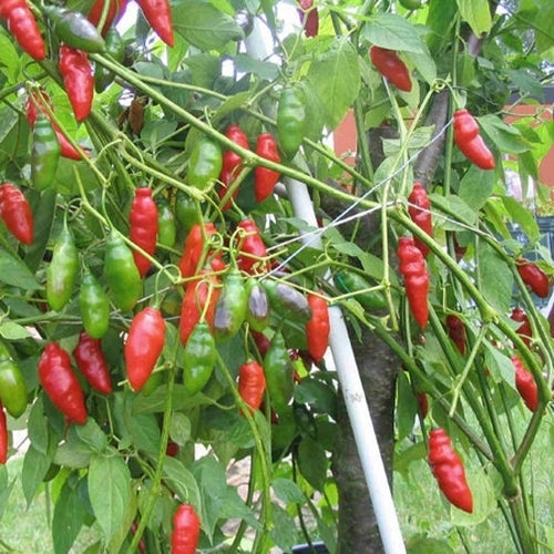 Tobasco pepper seeds for planting