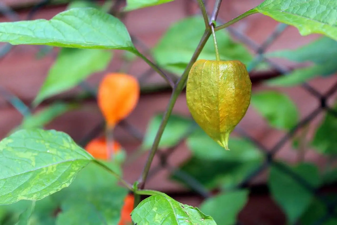 Orange Tomatillo Seeds for Easy Planting