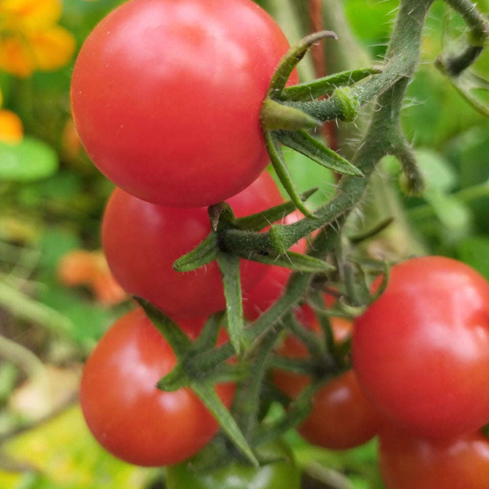 Giant Italian Seeds for Planting: Grow Your Own Stunning Plants